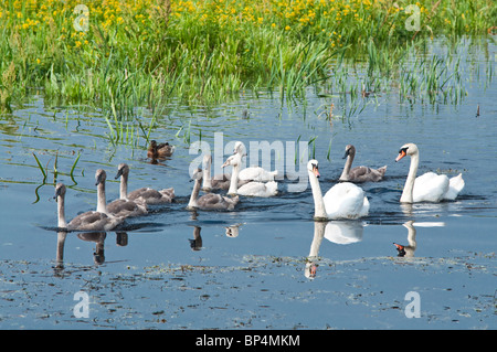 Schwäne Familie schwimmen im Wasser Stockfoto
