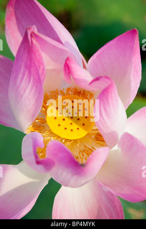 Nahaufnahme einer blühenden rosa Lotusblüte - Provinz Kandal, Kambodscha Stockfoto