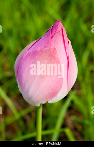 Nahaufnahme eines geschlossenen rosa Lotus Blume Knospe - Provinz Kandal, Kambodscha Stockfoto