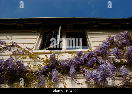 Glyzinien auf alten englischen Landhaus Stockfoto