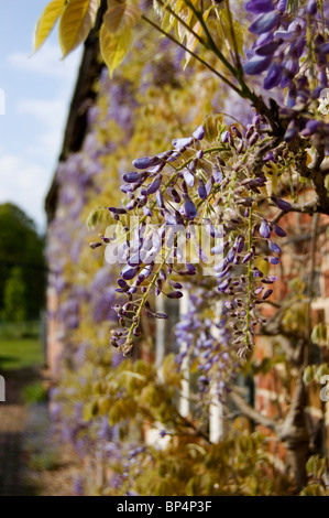 Glyzinien auf alten englischen Landhaus Stockfoto