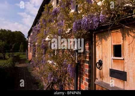 Glyzinien auf alten englischen Landhaus Stockfoto