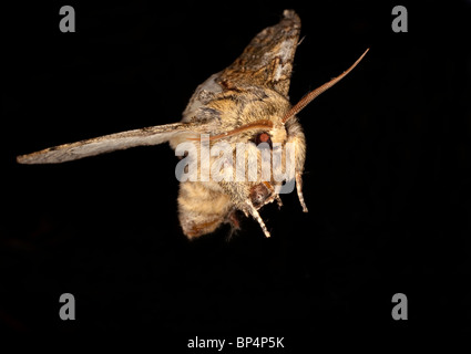 Brindel Schönheit Moth (Lycia Hirtaria) thront auf einem Zweig in Cornwall. Jack Mond Fotografie Stockfoto