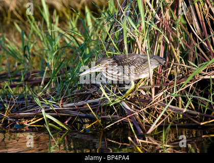 Juveile Green-backed Reiher (Butorides Striatus), Botswana Juni 2009 Stockfoto