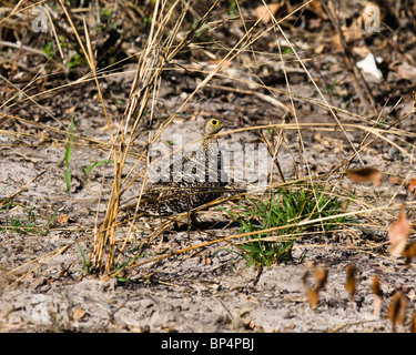 Weibliche Double-Banded Sandgrouse (Pterocles Bicinctus), Botswana, Juni 2009 Stockfoto