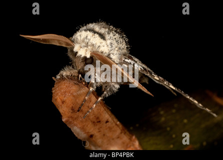 Brindel Schönheit Moth (Lycia Hirtaria) thront auf einem Zweig in Cornwall. Jack Mond Fotografie Stockfoto