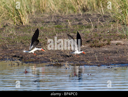 Afrikanische Skimmer (Rynchops Flavirostris), Botswana Juni 2009 Stockfoto