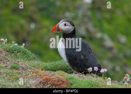 Papageientaucher (Fractercula Artica) Shetland Stockfoto