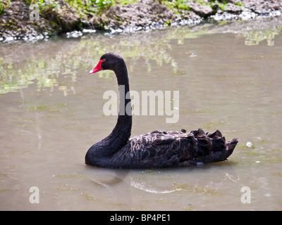 Black Swan schwimmen an Slimbridge Wildfowl und Feuchtgebiete Trust, Gloucestershire, UK Stockfoto