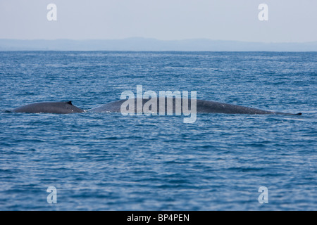 Pygmy Blauwal Balaenoptera Musculus Brevicaudae Blauwal Sri Lanka Dondra Head, Mutter und Kalb Stockfoto