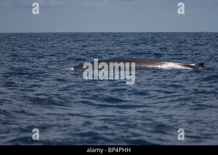 Blauwal, Pygmy Blauwal Balaenoptera Musculus Brevicauda, Blauwal, Sri Lanka, Dondra Head Stockfoto