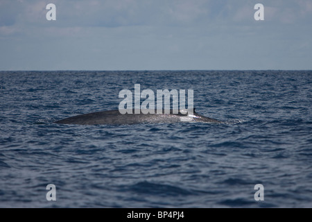 Blauwal, Pygmy Blauwal Balaenoptera Musculus Brevicauda, Blauwal, Sri Lanka, Dondra Head Stockfoto