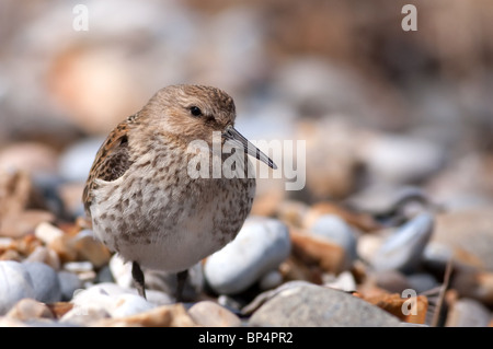 Alpenstrandläufer gehockt Schindel (Calidris Alpina) Stockfoto