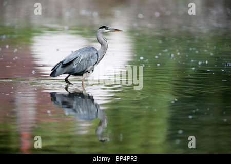 Graureiher (Ardea Cinerea) Jagd in West Sussex. Jack Mond Fotografie Stockfoto