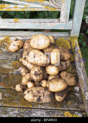 Frisch gegraben nach Hause angebaute Kartoffeln auf eine alte verwitterte Gartenbank Stockfoto