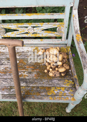 Frisch gegraben nach Hause angebaute Kartoffeln auf eine alte verwitterte Gartenbank Stockfoto