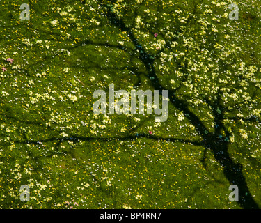 Üppige Butterblumen, Gänseblümchen, Primrosen und Baumschatten auf einer Wiese mit Gras, die als blühender Baum erscheint Stockfoto