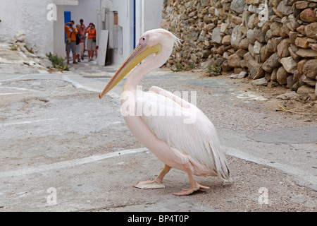 Pelikan Petros, Maskottchen von Mykonos-Stadt, Insel Mykonos, Cyclades, Ägäische Inseln, Griechenland Stockfoto