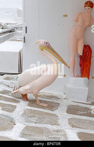 Pelikan Petros, Maskottchen von Mykonos-Stadt, Insel Mykonos, Cyclades, Ägäische Inseln, Griechenland Stockfoto