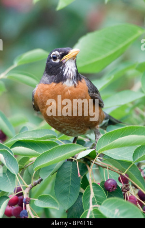 American Robin thront in Elsbeere - vertikal Stockfoto