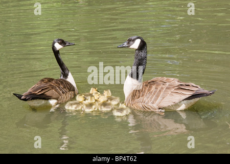 Kanadagänse paar und Gänsel Stockfoto