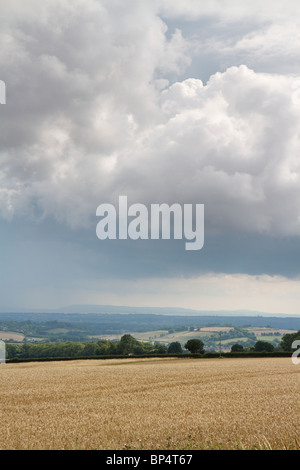 Gewitterwolken über ein Weizenfeld auf Krieg Down Hill auf der South Downs Way, Hampshire, England auf der Suche nach Portsmouth Stockfoto