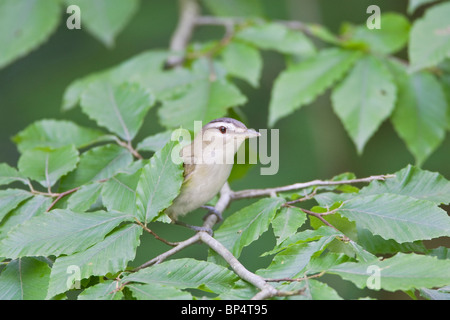 Rotäugigen Vireo thront in Buche Stockfoto