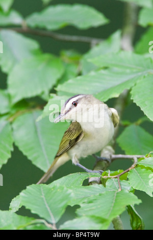 Rotäugigen Vireo thront in Buche - vertikal Stockfoto