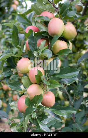 Äpfel auf Zweigen in einem Obstgarten in Kent, England. Stockfoto