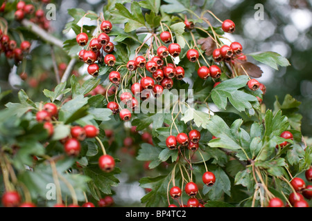 Weißdornbeeren auf einem Baum. Stockfoto