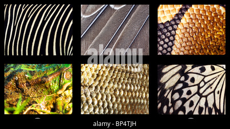 Hintergrund von Tieren: Säugetiere, Vögel, Reptilien, Amphibien, Fische, Insekten. Stockfoto