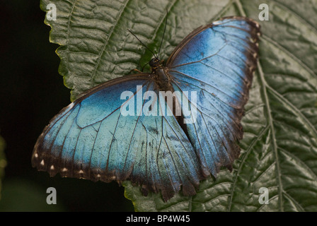 Blue Morpho Schmetterling Peleides Stockfoto