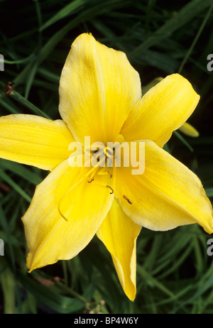 Hemerocallis 'Big Bird' Taglilie Lilien gelbe Blume Blumen Garten Pflanzen Stockfoto