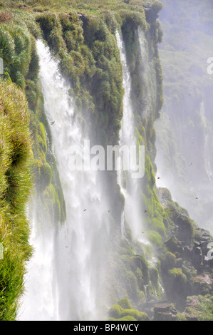 Fällt neben Teufelskehle, Iguassu oder Iguazu falls National Park, Argentinien Stockfoto