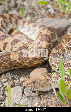 Texas Bull Snake, Pituophis Catinefer ehrlich, ursprünglich aus Süden, Südosten und Westen USA Stockfoto