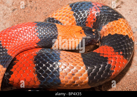 Pueblan (Campbell) Milch Schlange, Lampropeltis Triangulum Campbelli, ursprünglich aus südlichen nördlichen östlichen Morelos, Puebla-Oaxaca Stockfoto