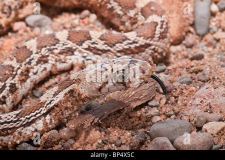 Sonora Gopher Snake, Pituophis Catenifer Affinis, ursprünglich aus Südwesten USA Stockfoto