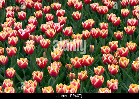 Teppich aus blühenden Tulpen im Frühlingsgarten. Stockfoto