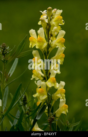 Gelbes Leinkraut oder gemeinsame Leinkraut, Linaria Vulgaris in Blüte Stockfoto