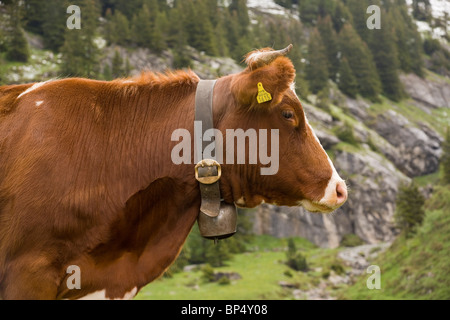 Vieh, die hoch in den Schweizer Alpen in der Nähe von Wengen, Schweiz Stockfoto