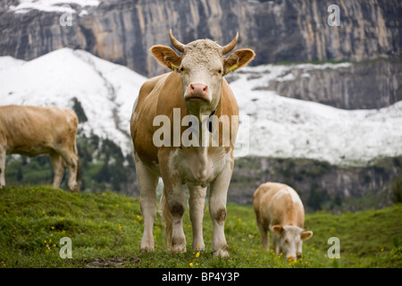 Vieh, die hoch in den Schweizer Alpen in der Nähe von Wengen, Schweiz Stockfoto