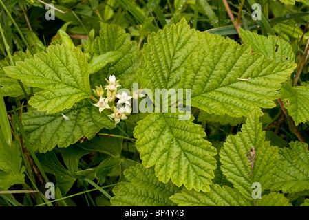 Stein Brombeere Rubus Inselbogens in Blüte. Stockfoto