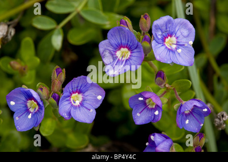 Felsen-Ehrenpreis, Veronica Fruticans in Blüte, Alpen; selten in Großbritannien. Stockfoto