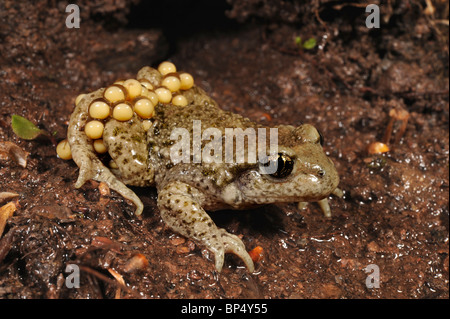 Hebamme-Kröte (Alytes Obstetricans), Männlich, mit Eiern, Deutschland, Schwarzwald Stockfoto