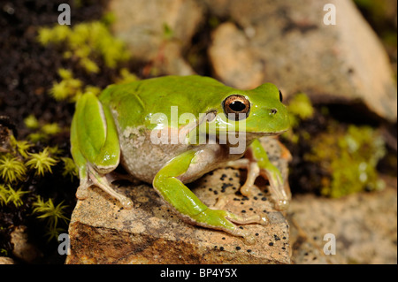 Sardische Laubfrosch, Tyrrhenische Laubfrosch (Hyla Sarda), auf einem Stein, Italien, Sardinien Stockfoto