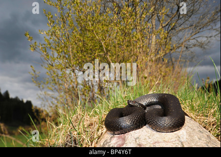 Addierer, gemeinsame Viper, gemeinsame europäische Viper, gemeinsame Viper (Vipera Berus), schwarze Kreuzotter, Deutschland, Schwarzwald Stockfoto