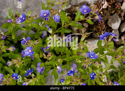 Felsen-Ehrenpreis, Veronica Fruticans in Blüte, Alpen; selten in Großbritannien. Stockfoto