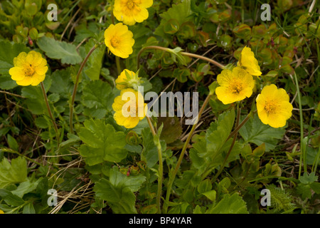 Alpine Avens, Geum Montanum in Blüte, Schweizer Alpen. Stockfoto