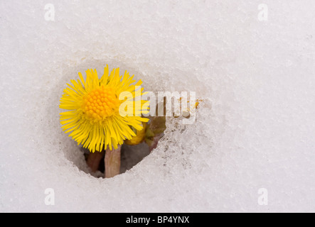 Masse der Huflattich, Tussilago Farfara, coming up durch Neuschnee. Stockfoto