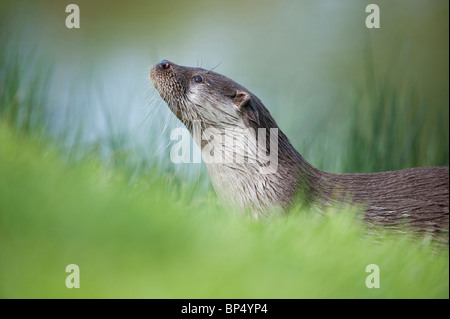 Europäischen Fischotter (Lutra Lutra), Erwachsene am Ufer. Schottland. Stockfoto